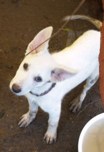 We need YOUR help. Please donate to Happy Paws Haven.