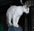 Otto is our Feature Cat this time because he is just the most amazing cat!