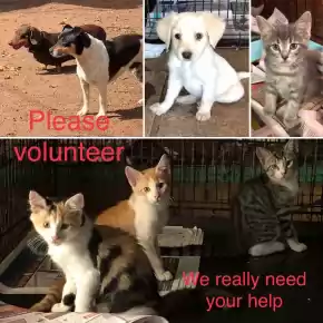 Photo for News story:Volunteers Needed!