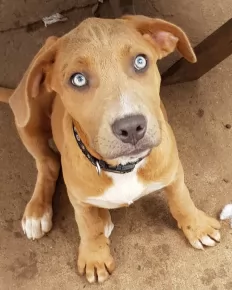 Dog available for adoption at Happy Paws Haven