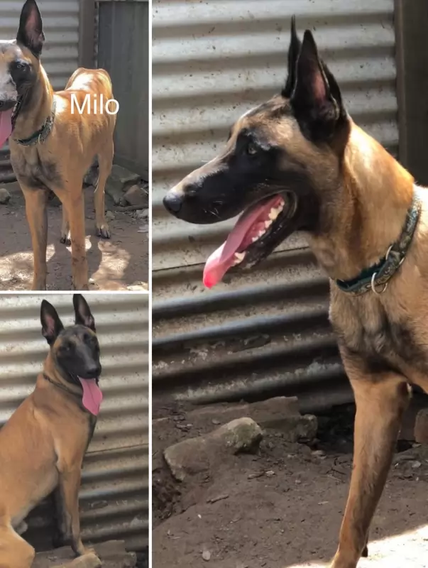 Milo