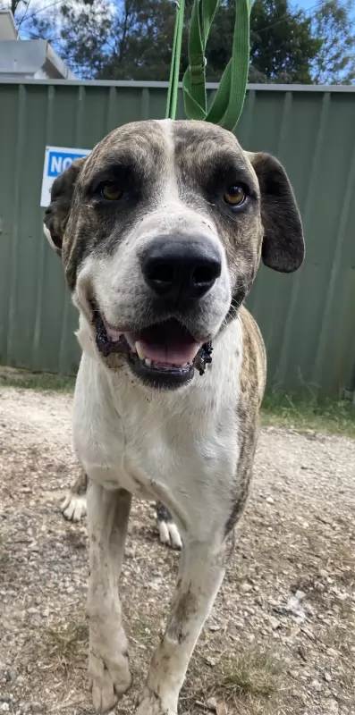Frankie