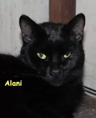 Alani
