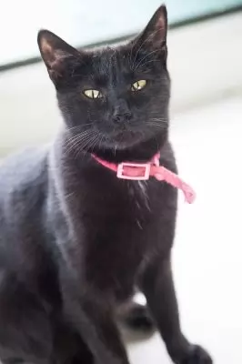 Aleta