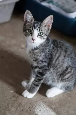 Axel