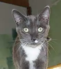 BAXTER