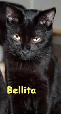 Bellita