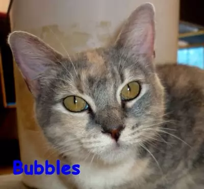 Bubbles