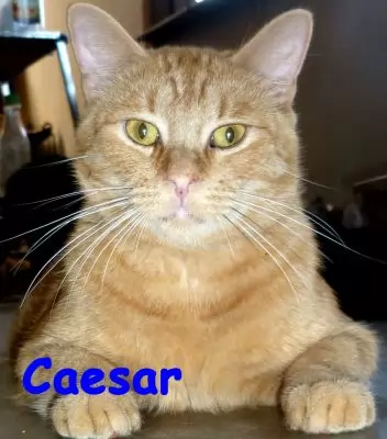 Caesar