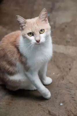 Cara