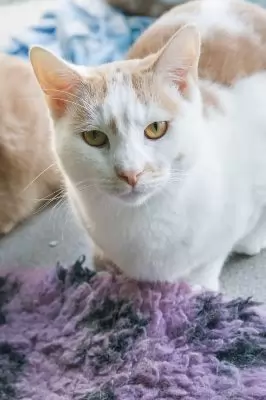 Carlos