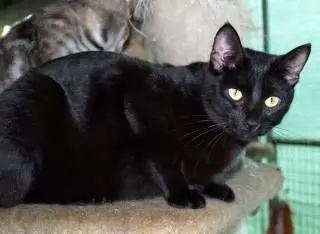 CHRIS - SIAMESE CROSS