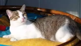 CLEO - SHORT-HAIRED DOMESTIC