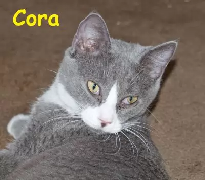 Cora