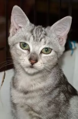 Dani