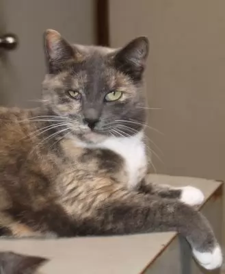DAPHNE