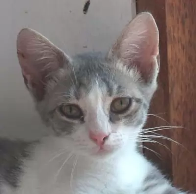 Derek - sensitive loving gentle kitten