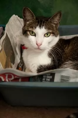 ELLIOTT - special needs