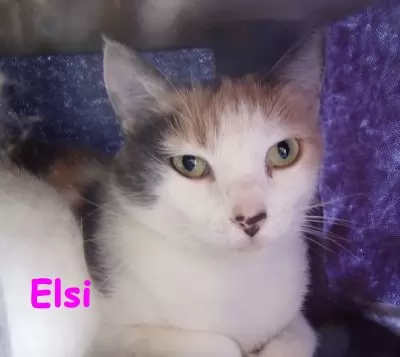 ELSIE