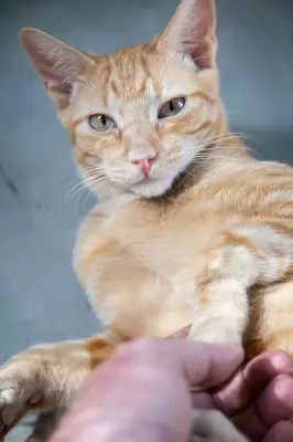 Erik