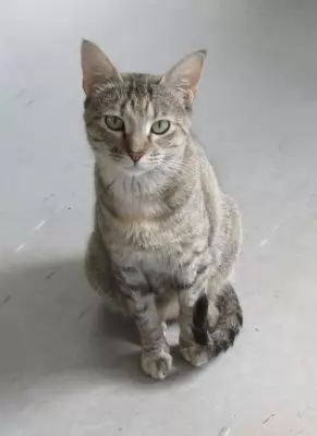 Farah