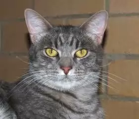 FLOYD