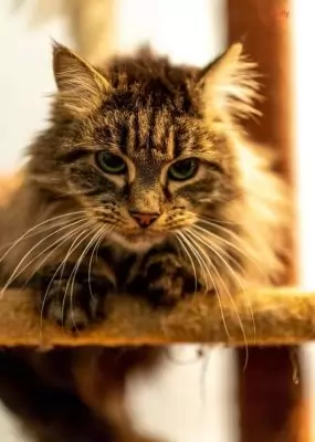 Fluffy3