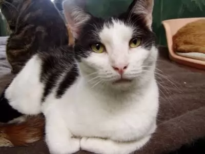 FRANCIS - ragdoll cross