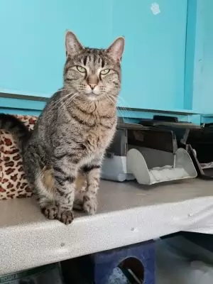 Gidgi