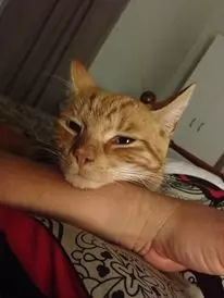 Ginger