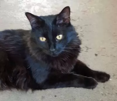 Gizmo