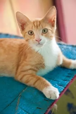 Hector