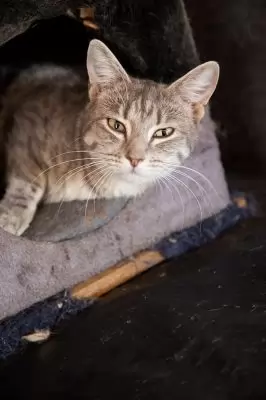 Heidi