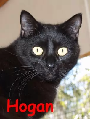 Hogan