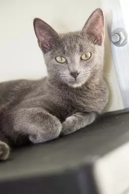Isabella