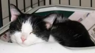 JENNY - SHORT-HAIRED DOMESTIC