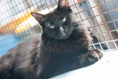 Josephine