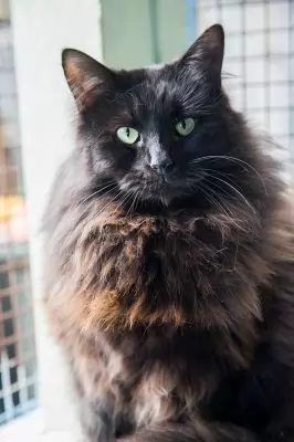 Josephine