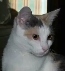JULIA