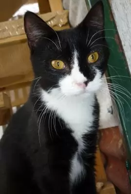 Julian