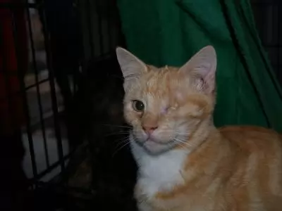 Karli - our special one eyed cat