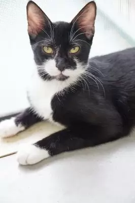 Kimi