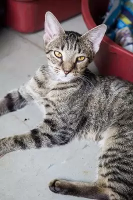 kisha