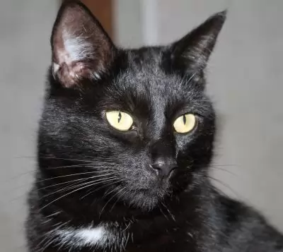 Kojak