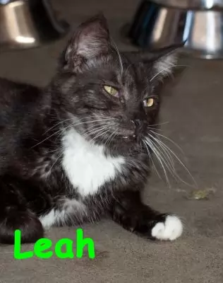 Leah