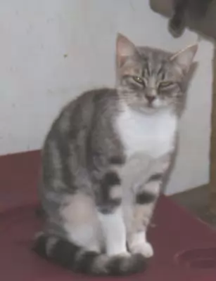 Leni