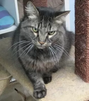 Leo