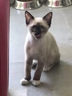 Lindi - on hold adoption pending