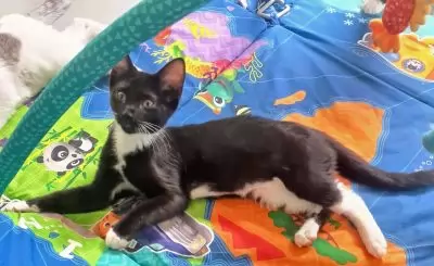 Lionel