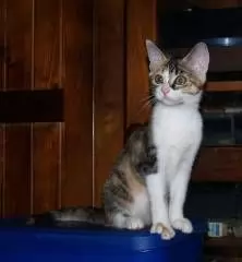 LIZZIE - SHORT-HAIRED DOMESTIC